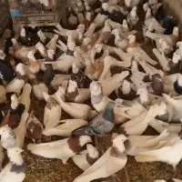 کبوتر طوقی|پرنده|مبارکه, |دیوار