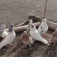 کبوتر|پرنده|رزن, |دیوار