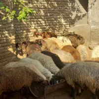 گوسفندچاق وشک نزاییده ومیش پرواری وکاوه نر|حیوانات مزرعه|زاغه, |دیوار