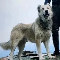 سگ سرابی|سگ|سرخنکلاته, |دیوار