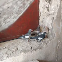 کفتر سرک جوجه و ماده برای فروش|پرنده|شیراز, تندگویان|دیوار
