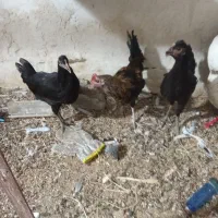 فروش مرغ و خروس