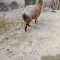 یک راس قوچ هترو دوساله نشده پلاک دار بفروش میرسد|حیوانات مزرعه|رزن, |دیوار