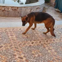 سگ ژرمن شپرد