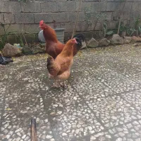 خروس ومرغ|حیوانات مزرعه|سیاهکل, |دیوار