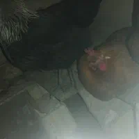 مرغ خروس