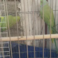 یک جفت طوطی ملنگو نروماده