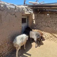 سه راس میش،جوان