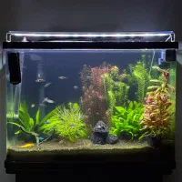 اکواریوم شرکتی پلنت گیاهی