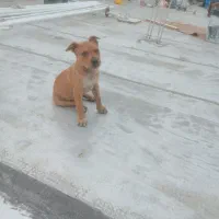 سگ پیتبول|سگ|امیدیه, |دیوار