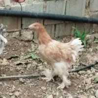 فروش مرغ  برهما،محلی ،گلین ،برهما|حیوانات مزرعه|صدرا-فارس, فاز ۱|دیوار