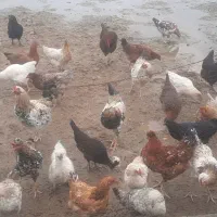 فروش خروس و مرغ محلی و بوقلمون و ابریشمی