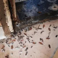 خدمات سمپاشی ساس سوسک مورچه و...