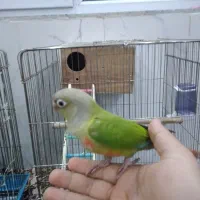 طوطی گرینچیک|پرنده|فشاپویه, |دیوار