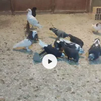 کفتر فروشی نقش با المانی