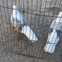 کفترنرسرخ پلنگ عروسک ماده کاغذی|پرنده|زاغه, |دیوار