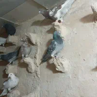 کبوتر پرشی ضربه|پرنده|شهرآباد, |دیوار