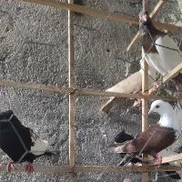 کبوتر