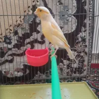 دو عدد قناری نر و ماده|پرنده|تهران, اوقاف|دیوار