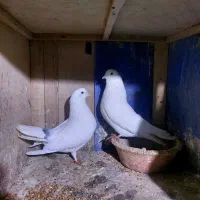 چند جفت کبوتر وچند عدد جوجه از هیچ پرتا دوسه پر