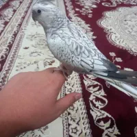 طوطی عروس ایزابلا