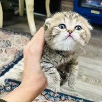 حیوانات آموزش دیده|گربه|زنجان, |دیوار