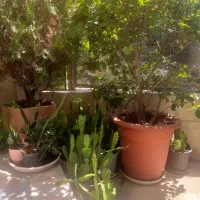 گیاهان اپارتمانی و تراس|گل و گیاه طبیعی|تهران, اختیاریه|دیوار