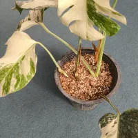 برگ انجیری ابلق دوبوته