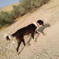 سگ ده ماهه|سگ|نورآباد ممسنی, |دیوار