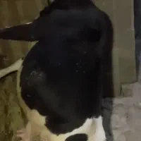 گوساله|حیوانات مزرعه|پاتاوه, |دیوار