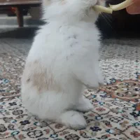 خرگوش مینیاتوری نر