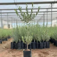 نهال زیتون برای باغچه شما با تخفیف ویژه|خدمات باغبانی و درختکاری|نوشهر, |دیوار