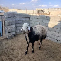 قوچ پلنگی