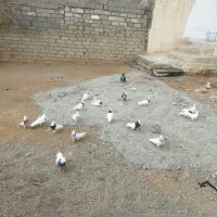 کبوتر طوقی|پرنده|بیستون, |دیوار