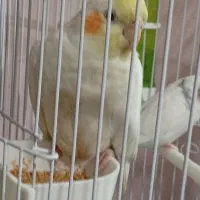 عروس هلندی و مرغ عشق