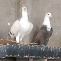 ماده کلاغ مخمل وساده امری