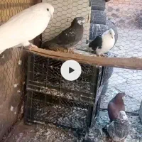 کبوتر فروشی