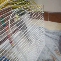 فروشی نر و ماده|پرنده|اشتهارد, |دیوار