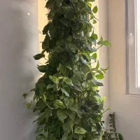 گل پتوس مرمری|گل و گیاه طبیعی|پرند, فاز ۵|دیوار