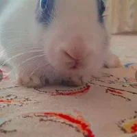 خرگوش خانگی