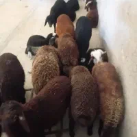 گوسفند،بره.گوساله،میش و.