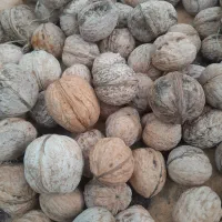 فروش گردو به صورت کلی وجزئی