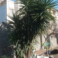 گل یوکا|گل و گیاه طبیعی|تالش, هشتپر|دیوار