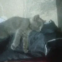 گربه خانگی