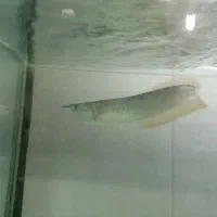 آروانا سیلور|ماهی|ارومیه, |دیوار