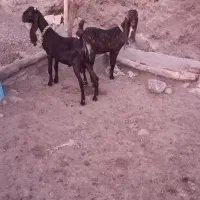 بزغاله