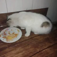 گربه پشمالو خارجی خانگی     لوسی ماده ۸ماهه