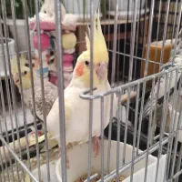 عروس هلندی|پرنده|قم, نخودی|دیوار