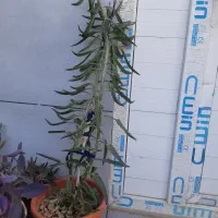 پاندانوس دیفن سانسوریا پدیلانتوس بیدی تمساح الوو|گل و گیاه طبیعی|تهران, شهرک استقلال|دیوار