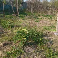 زمین مسکونی